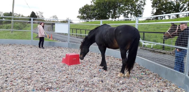 Communication with horses - The Game Change Project CIC